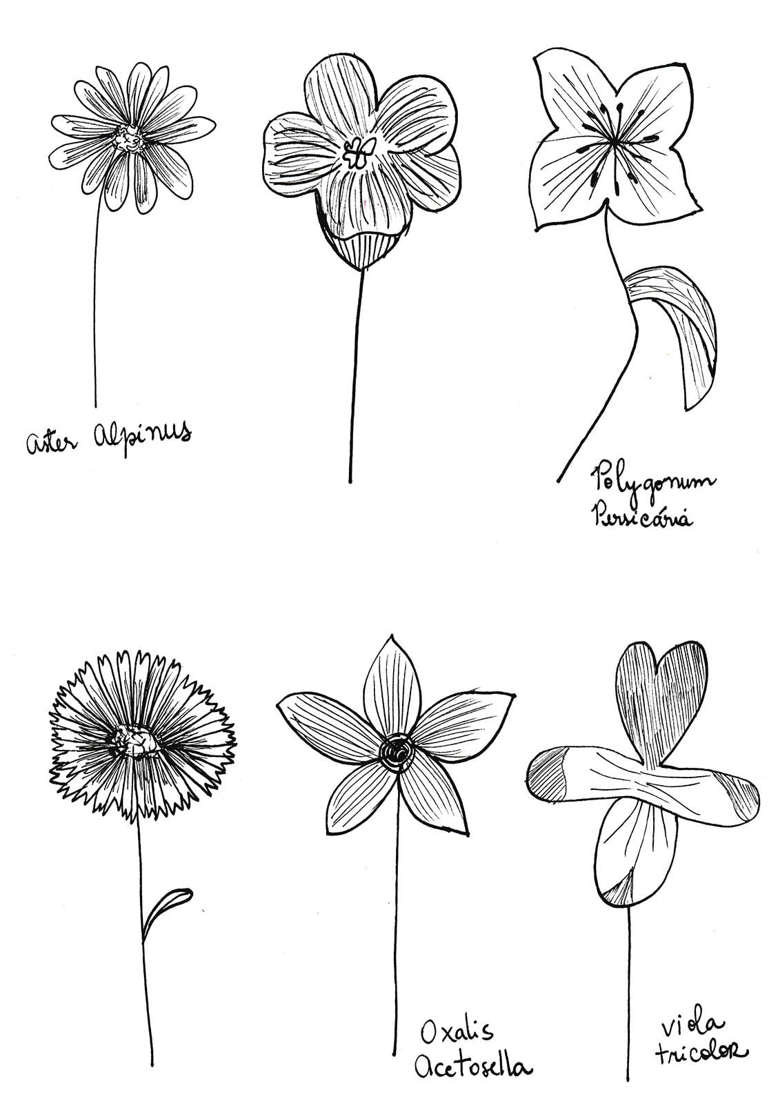 Workshop Project: Watercolor and Floral Illustrations and Final Project Prompts - image 19 - student project
