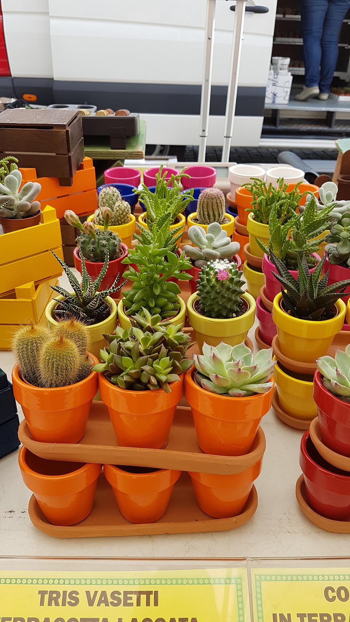 7 days Challenge - Day 2 - Succulents - image 4 - student project