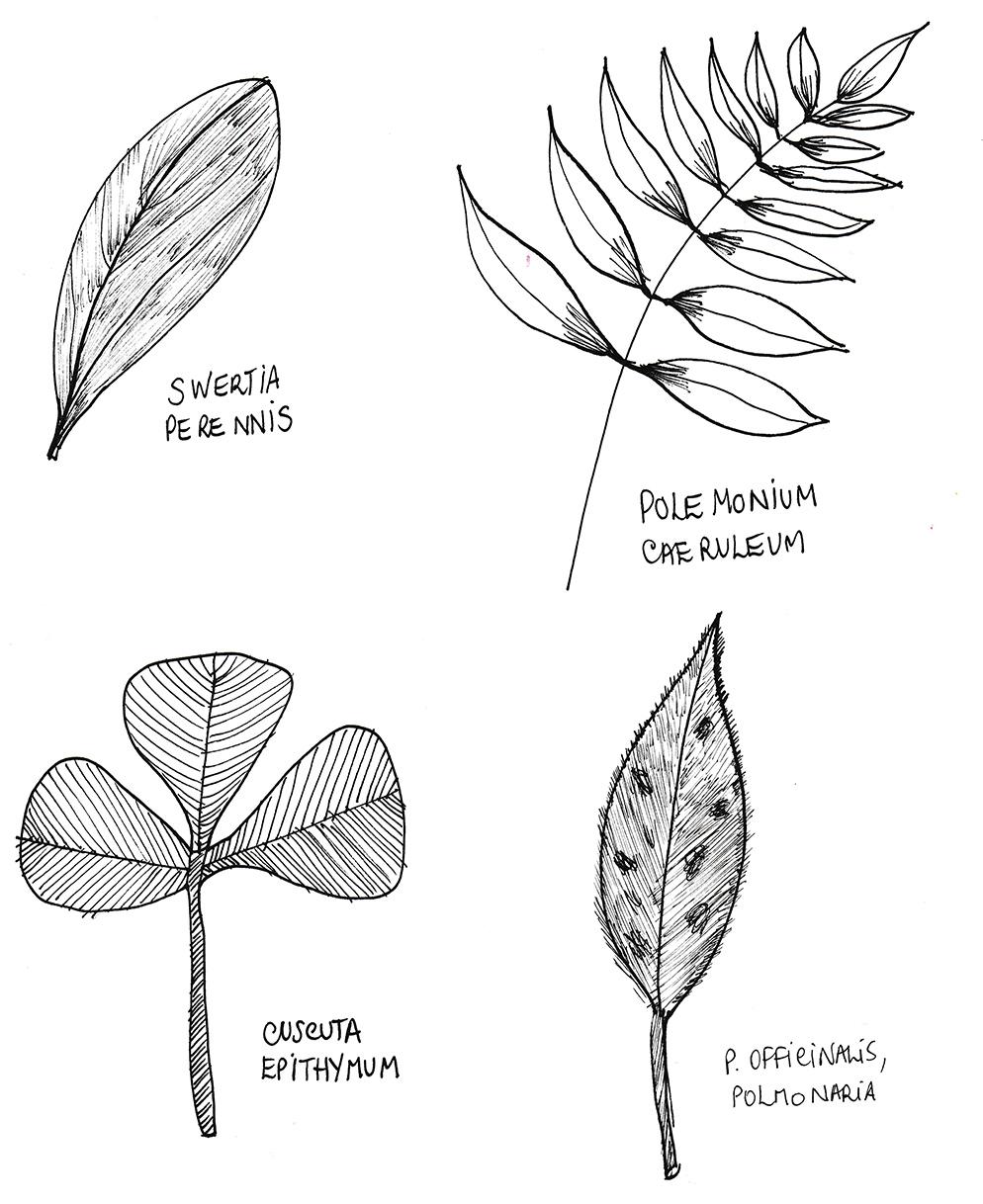 Workshop Project: Watercolor and Floral Illustrations and Final Project Prompts - image 22 - student project