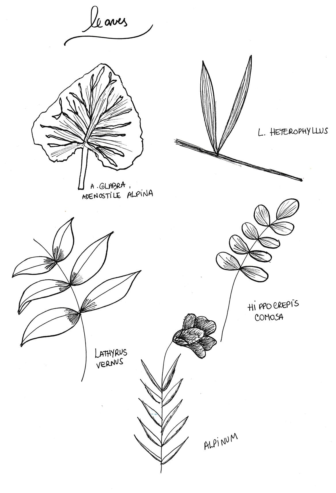 Workshop Project: Watercolor and Floral Illustrations and Final Project Prompts - image 21 - student project