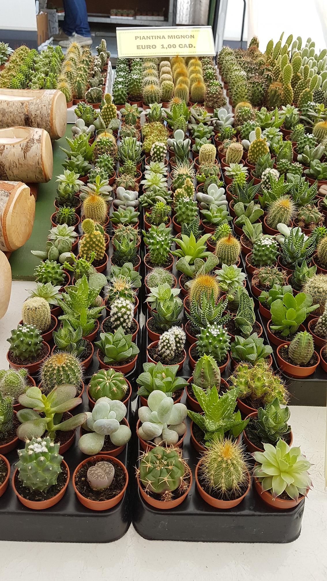 7 days Challenge - Day 2 - Succulents - image 8 - student project