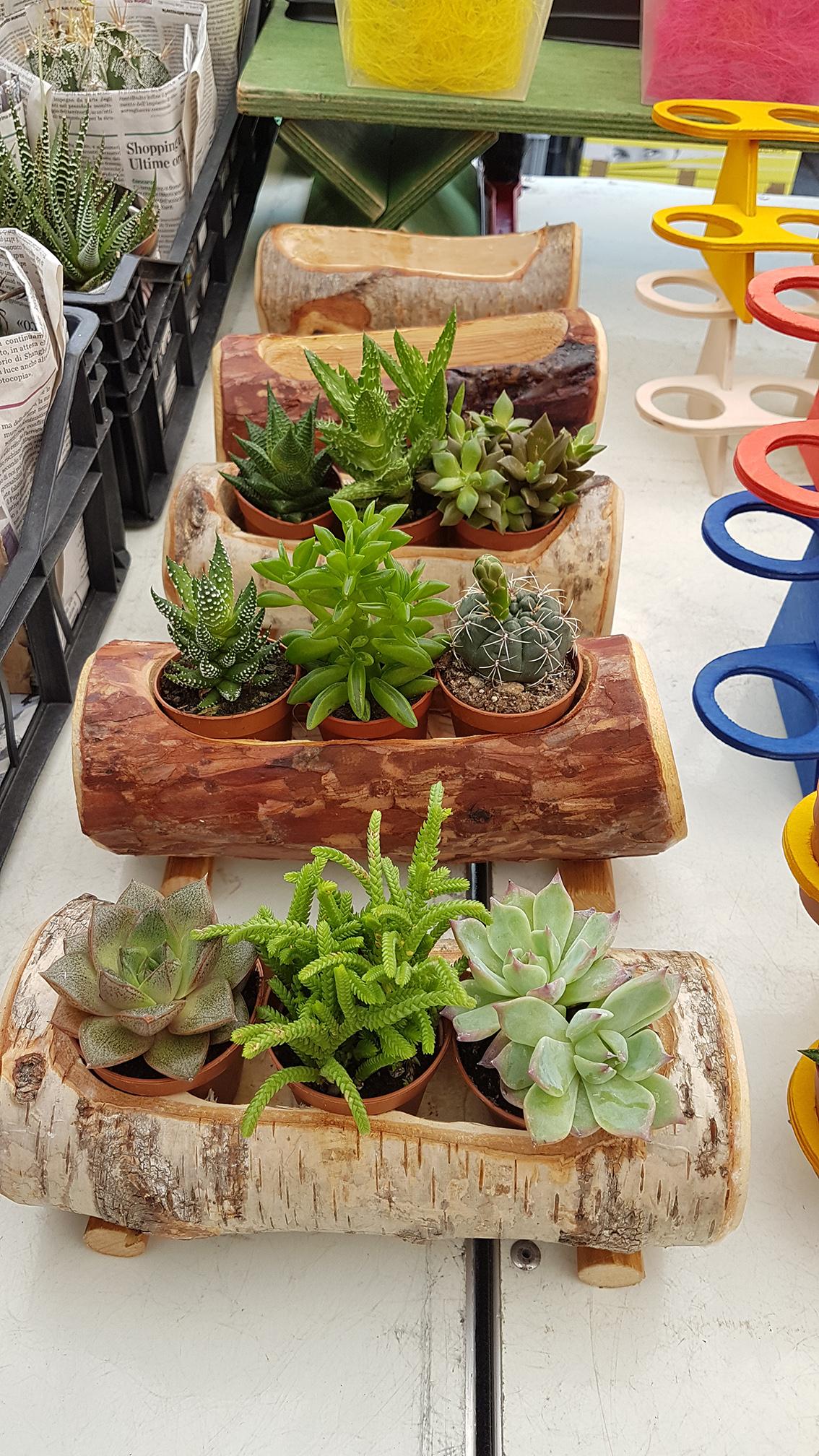 7 days Challenge - Day 2 - Succulents - image 7 - student project