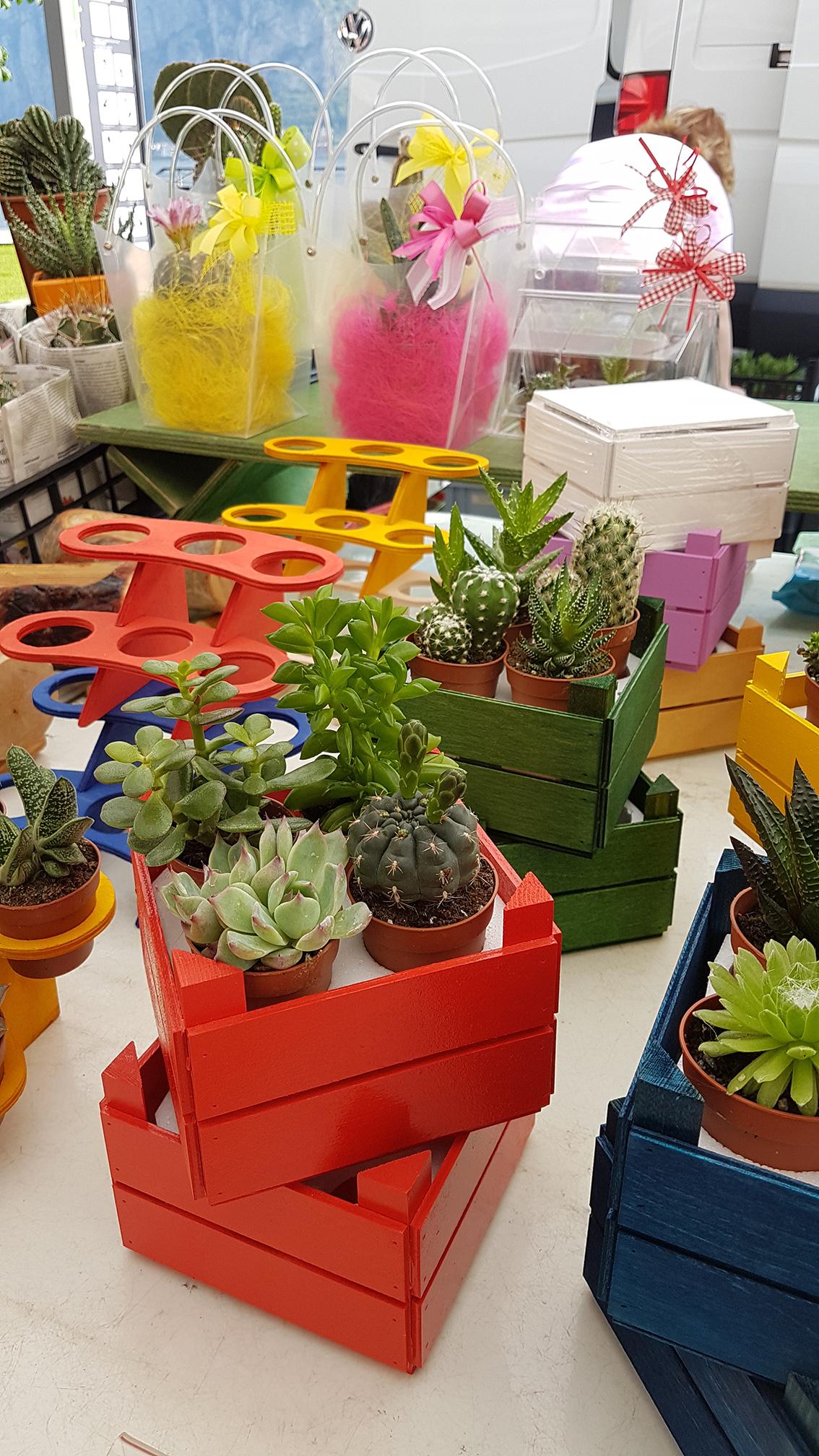 7 days Challenge - Day 2 - Succulents - image 6 - student project