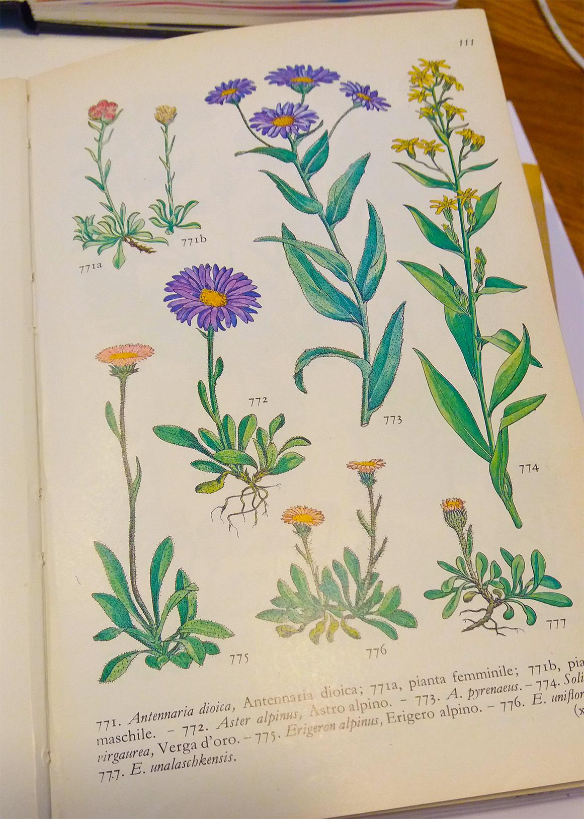 Workshop Project: Watercolor and Floral Illustrations and Final Project Prompts - image 17 - student project