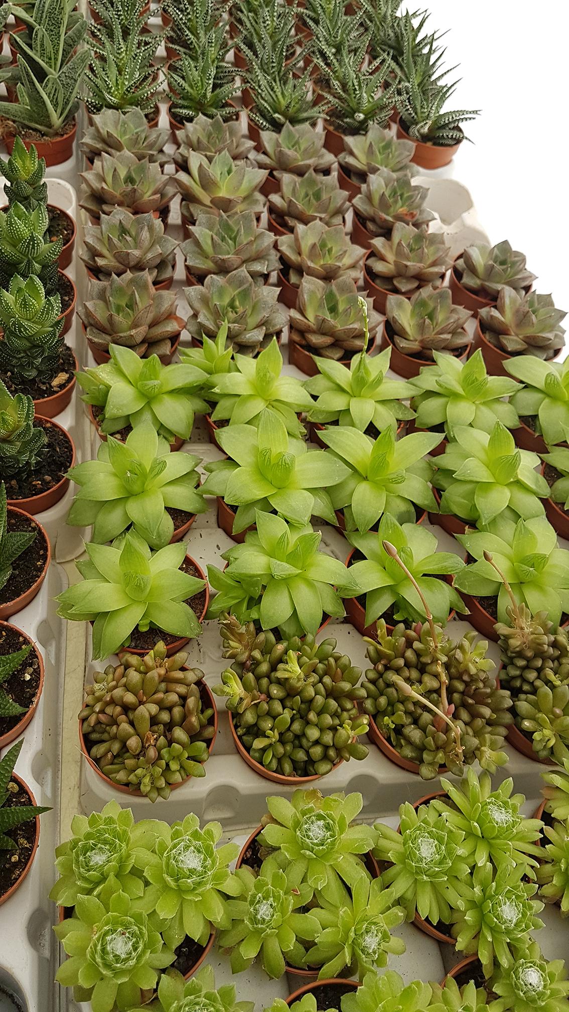 7 days Challenge - Day 2 - Succulents - image 5 - student project