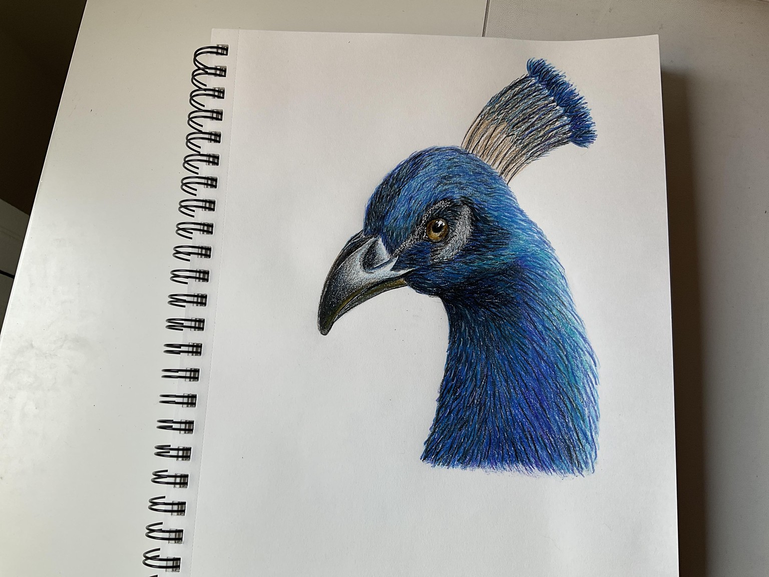 Realistic Peacock with colored pencil - image 1 - student project