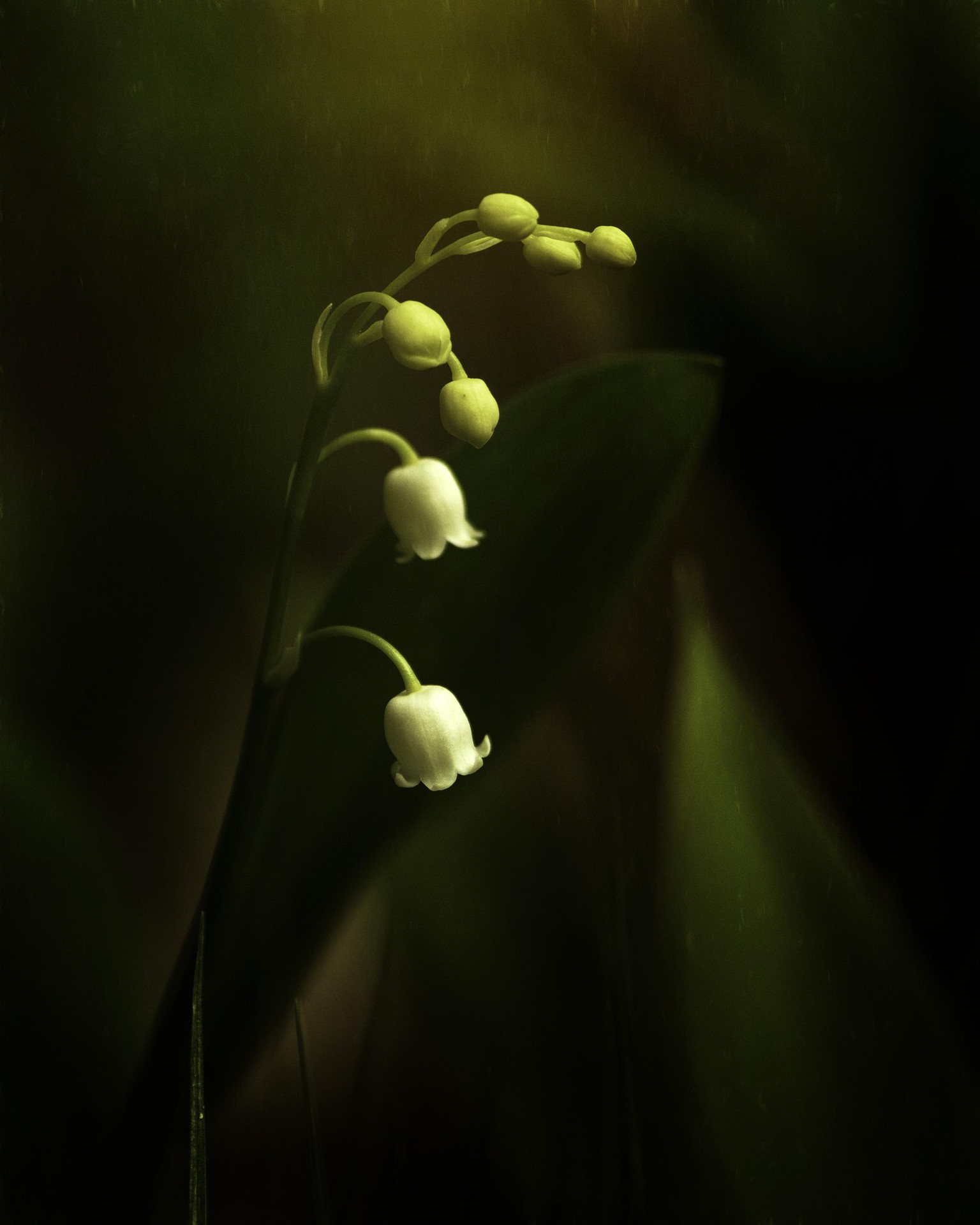 lily of the valley - image 1 - student project