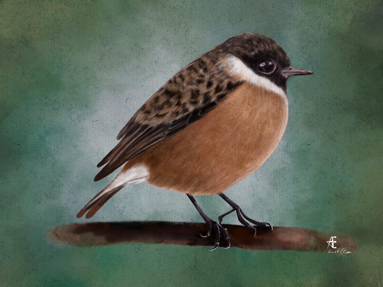 Birds - image 3 - student project