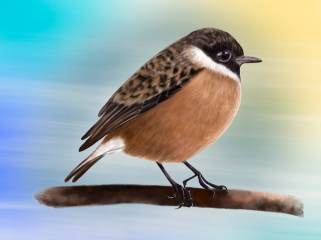 Birds - image 4 - student project