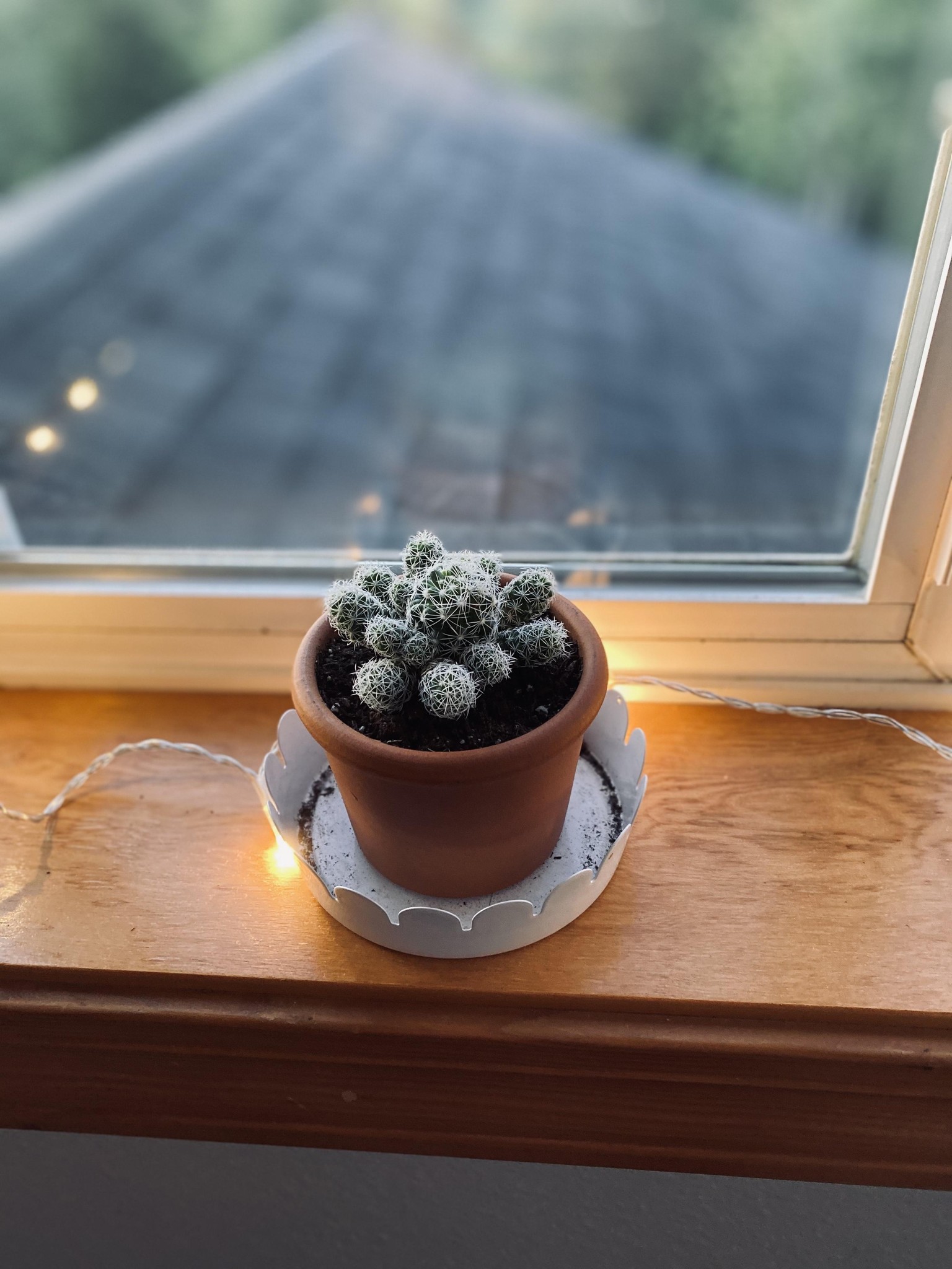 My plant baby - image 1 - student project