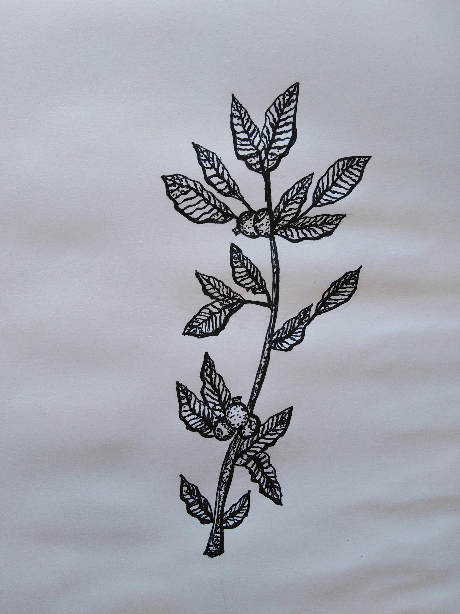 Leaves and Barries - image 2 - student project