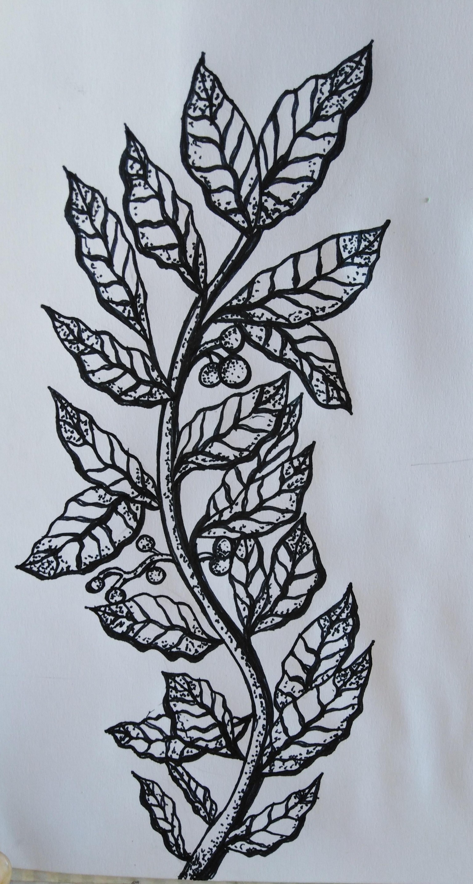 Leaves and Barries - image 1 - student project