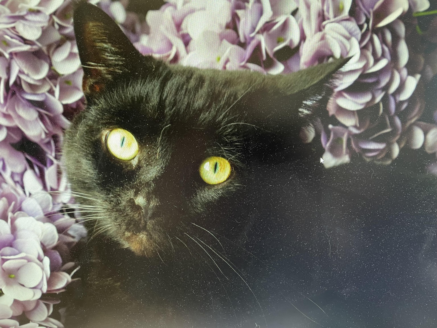 Miss Loki - image 1 - student project
