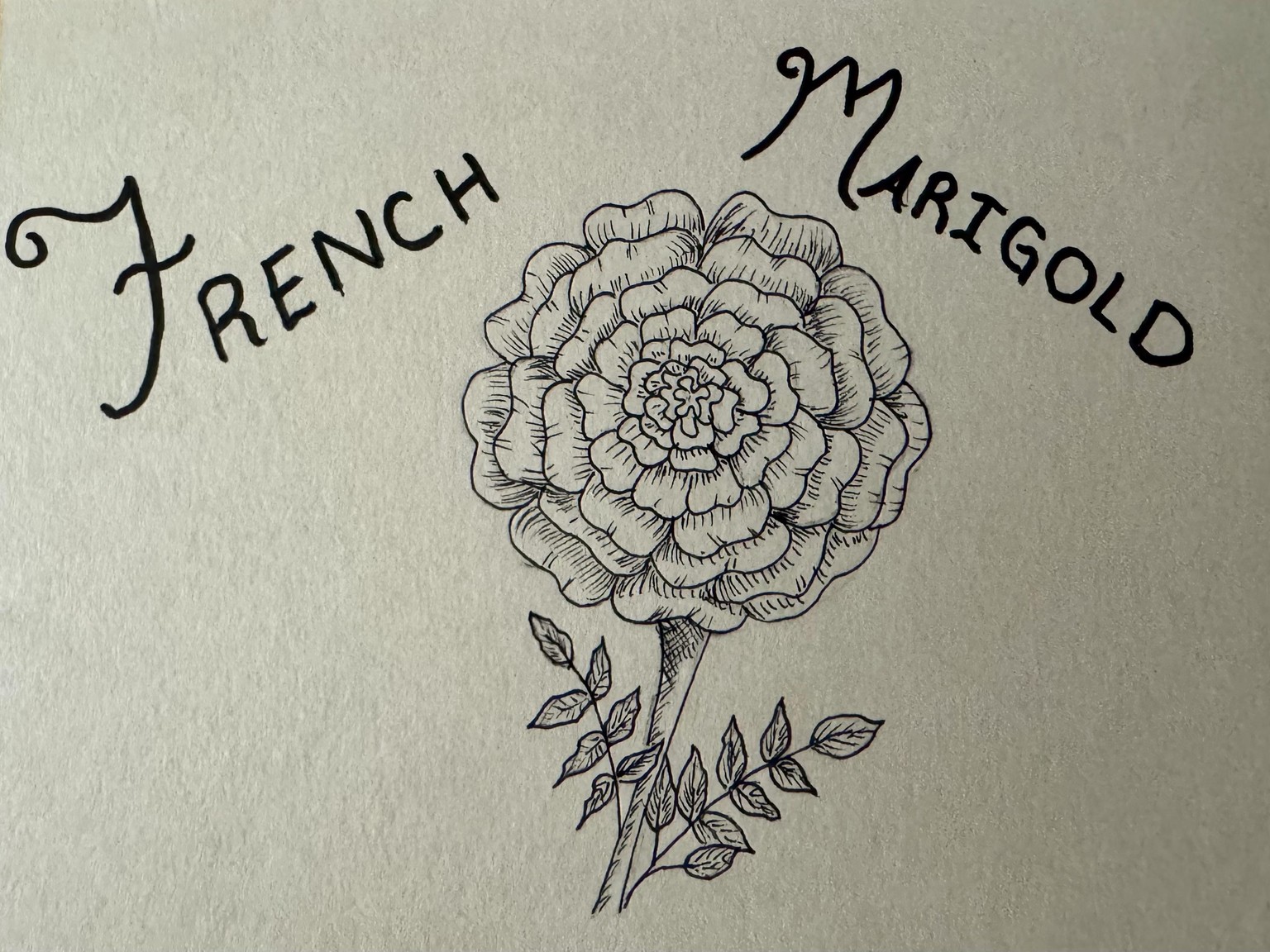 French Marigold - image 1 - student project