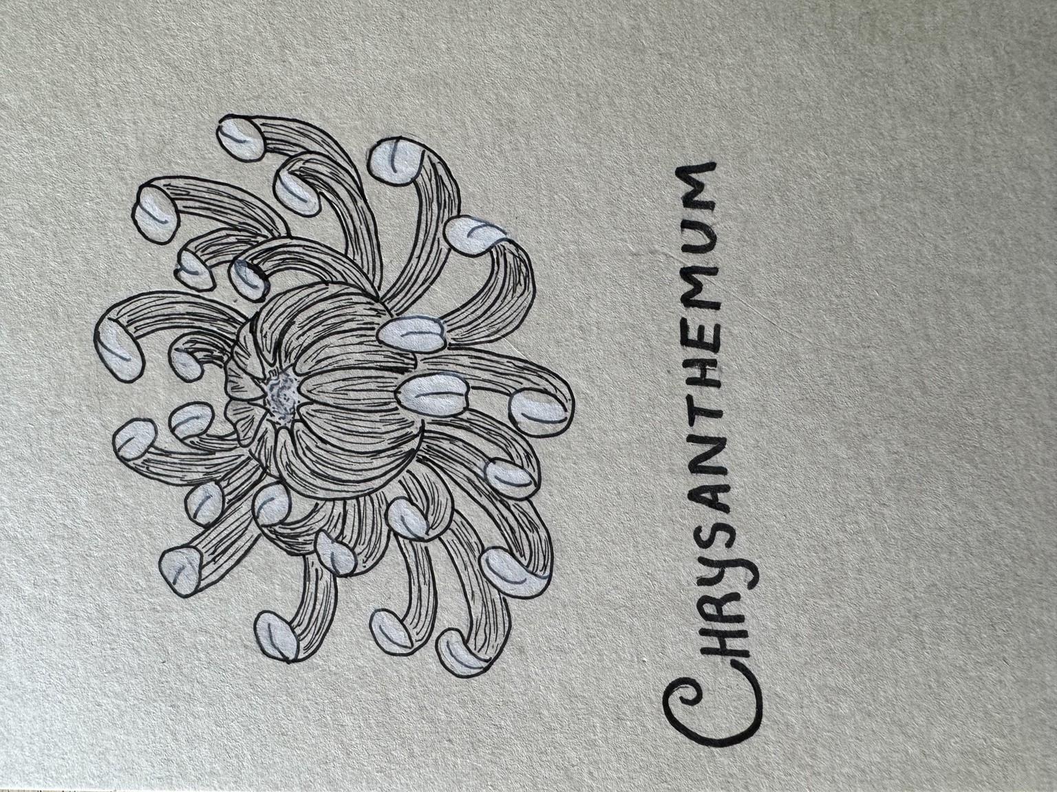 Chrysanthemum - image 1 - student project