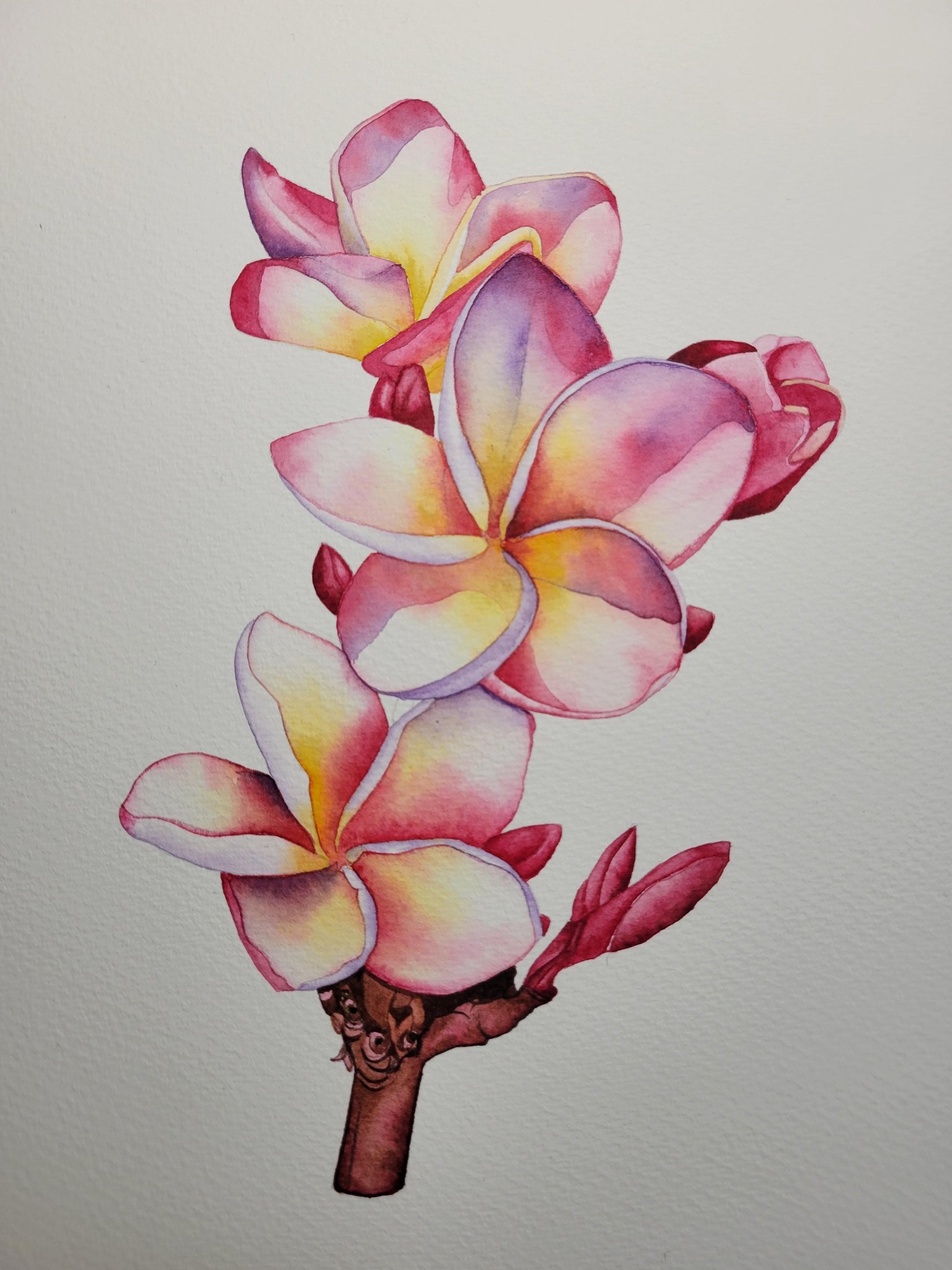 Plumeria - image 1 - student project