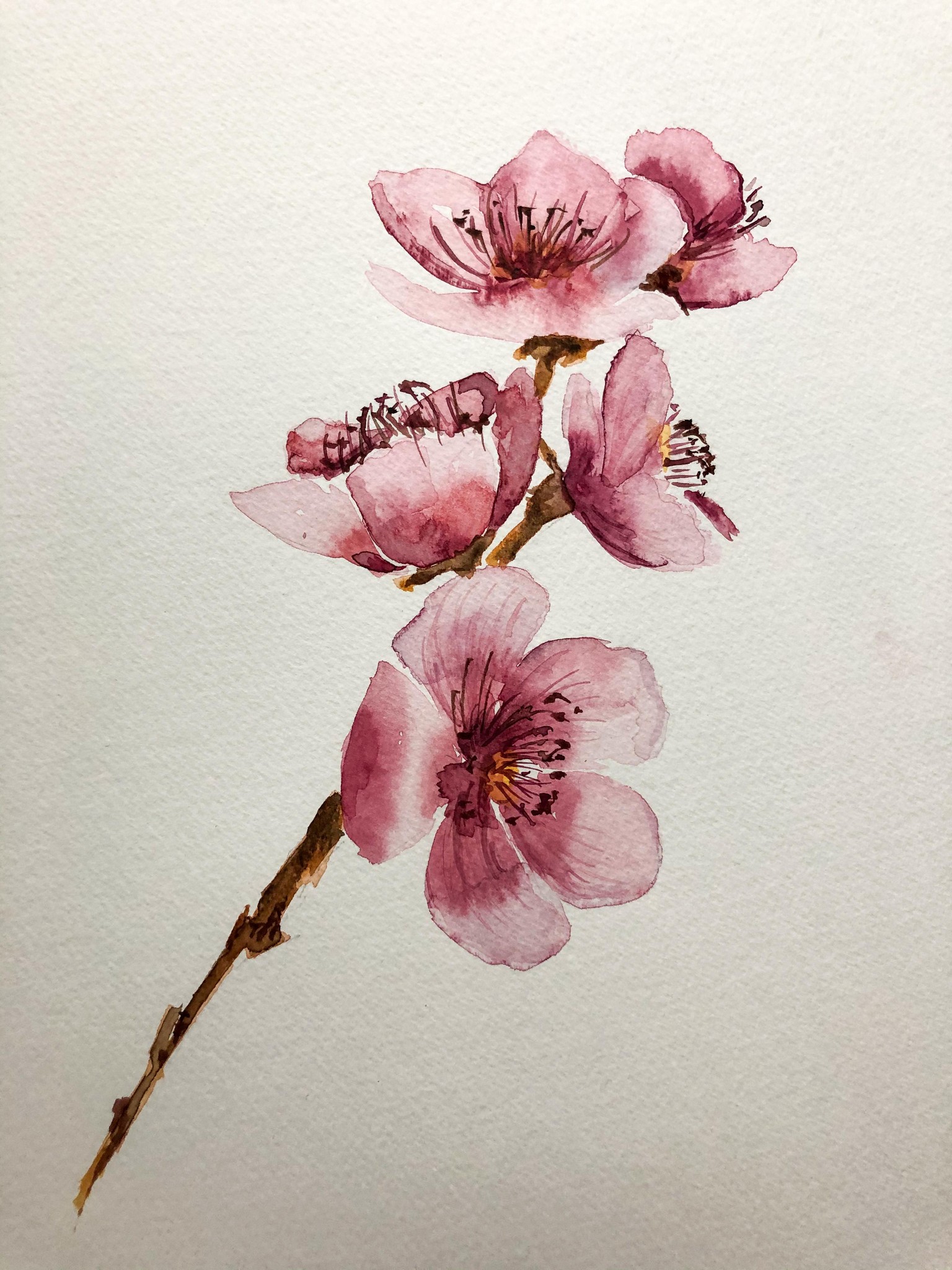 Fleurs de cerisiers - image 1 - student project