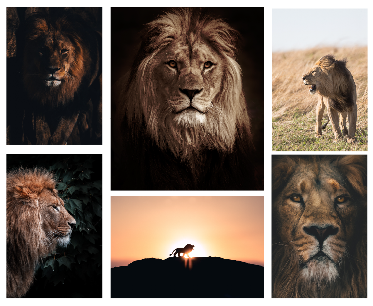 Lion logo project - image 1 - student project