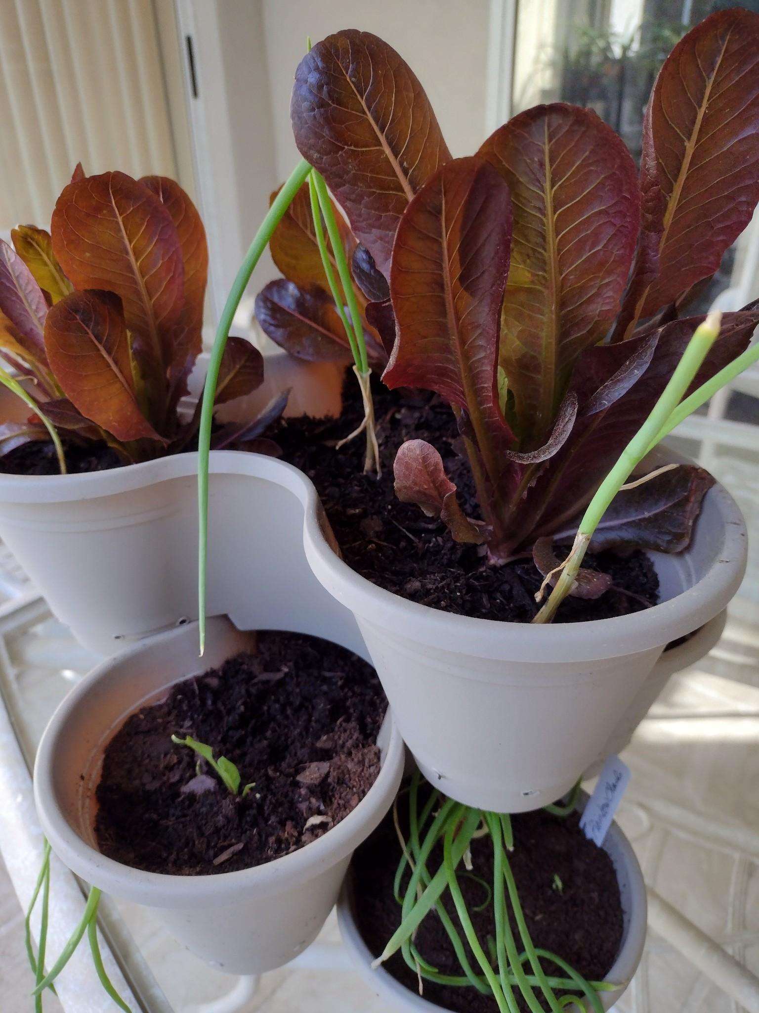 Growing edibles in stacked planter - image 1 - student project