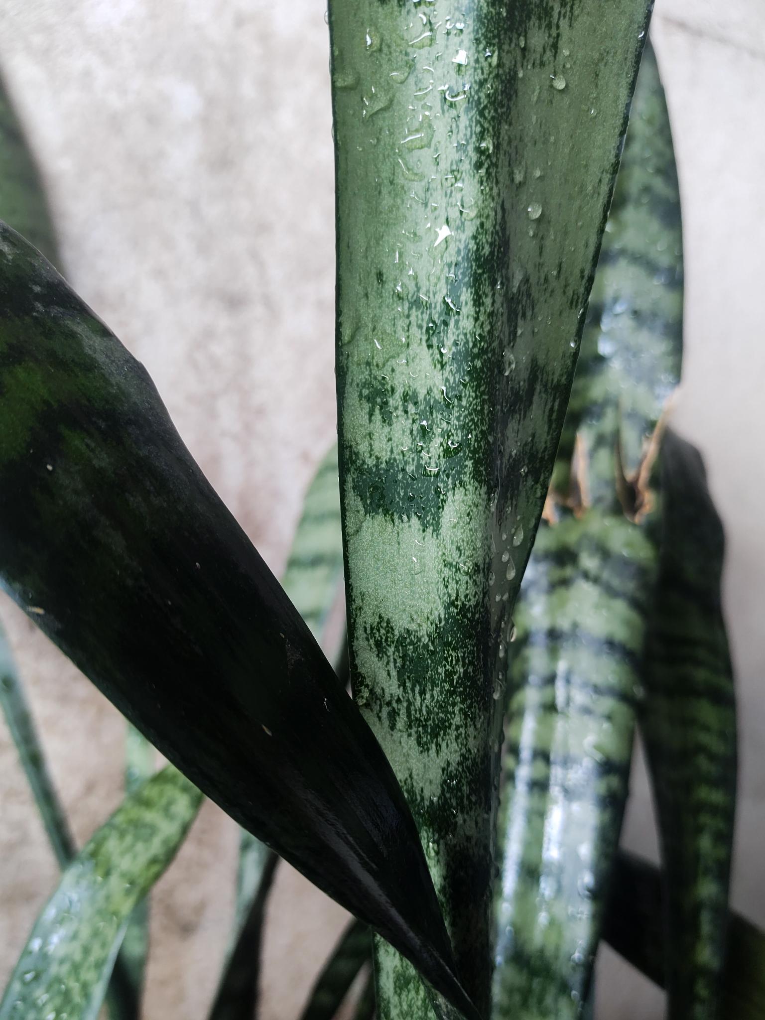 Plant Photo - image 1 - student project