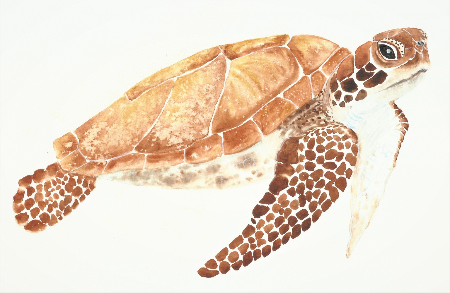 Sea Turtle Painting in Watercolor - image 3 - student project