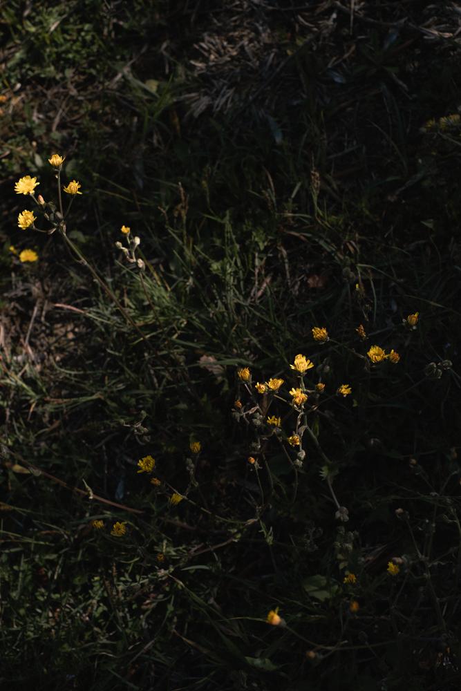 Mid-Summer Flowers - image 3 - student project
