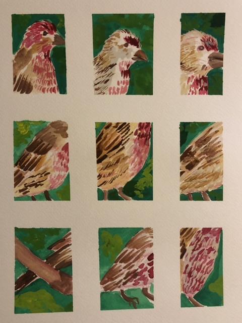 House finch - image 4 - student project