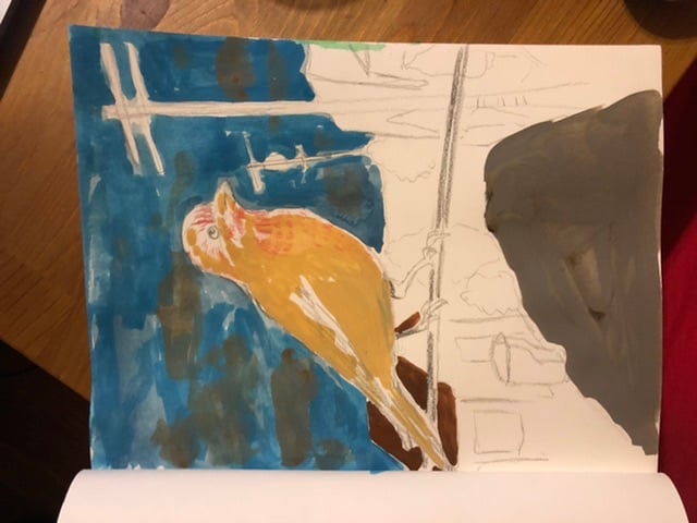 House finch - image 5 - student project