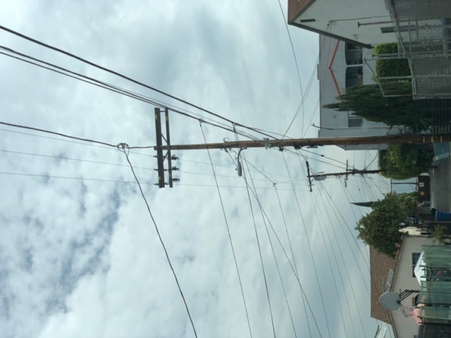 House finch - image 2 - student project