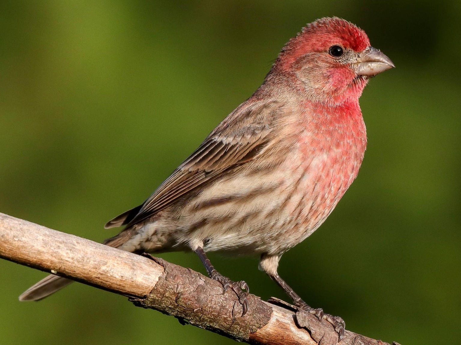 House finch - image 1 - student project