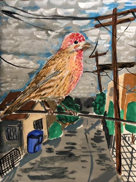 House finch - image 8 - student project