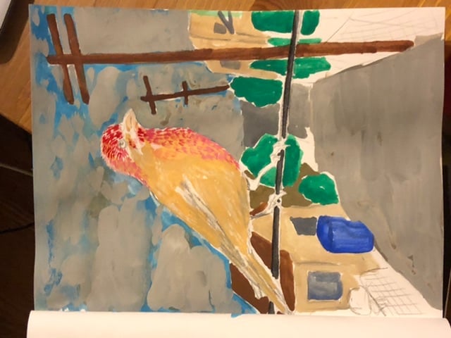 House finch - image 7 - student project