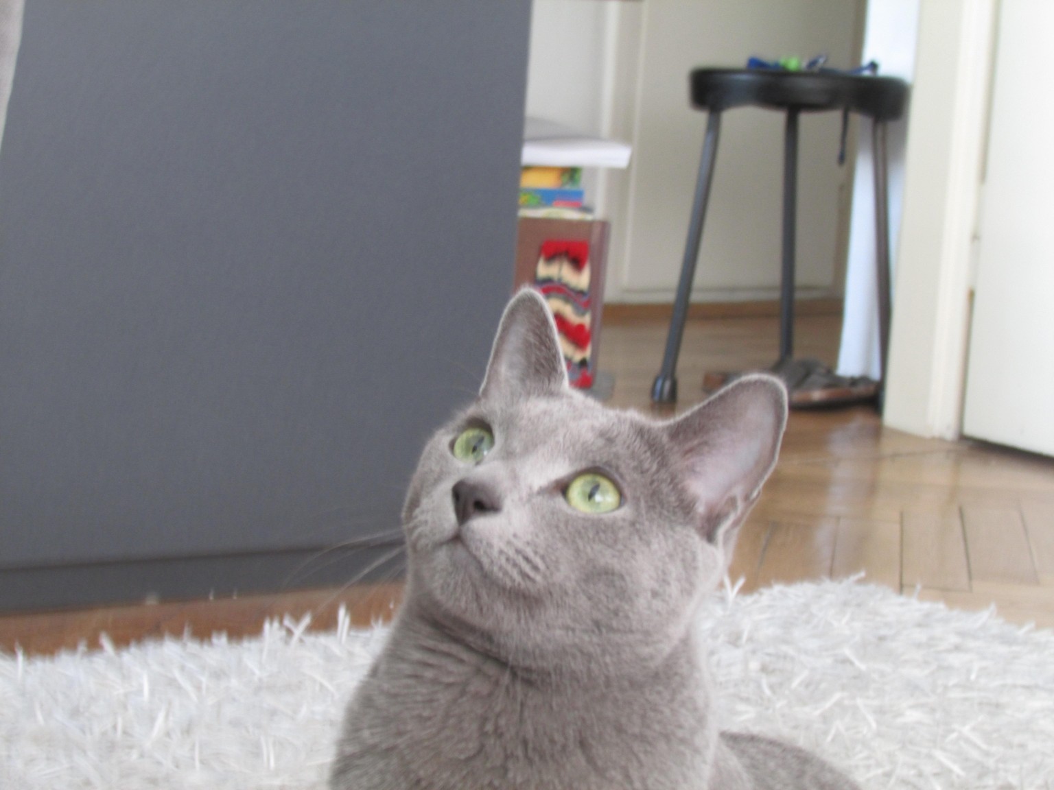 Super cat - image 1 - student project