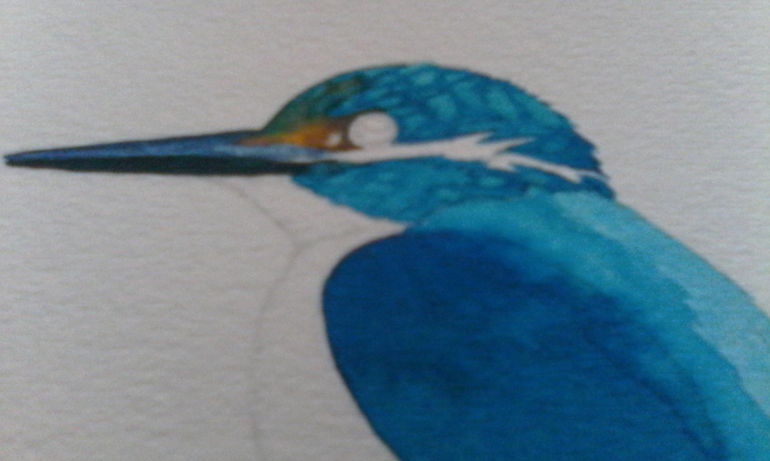 Watercolour Kingfisher in progress - image 4 - student project