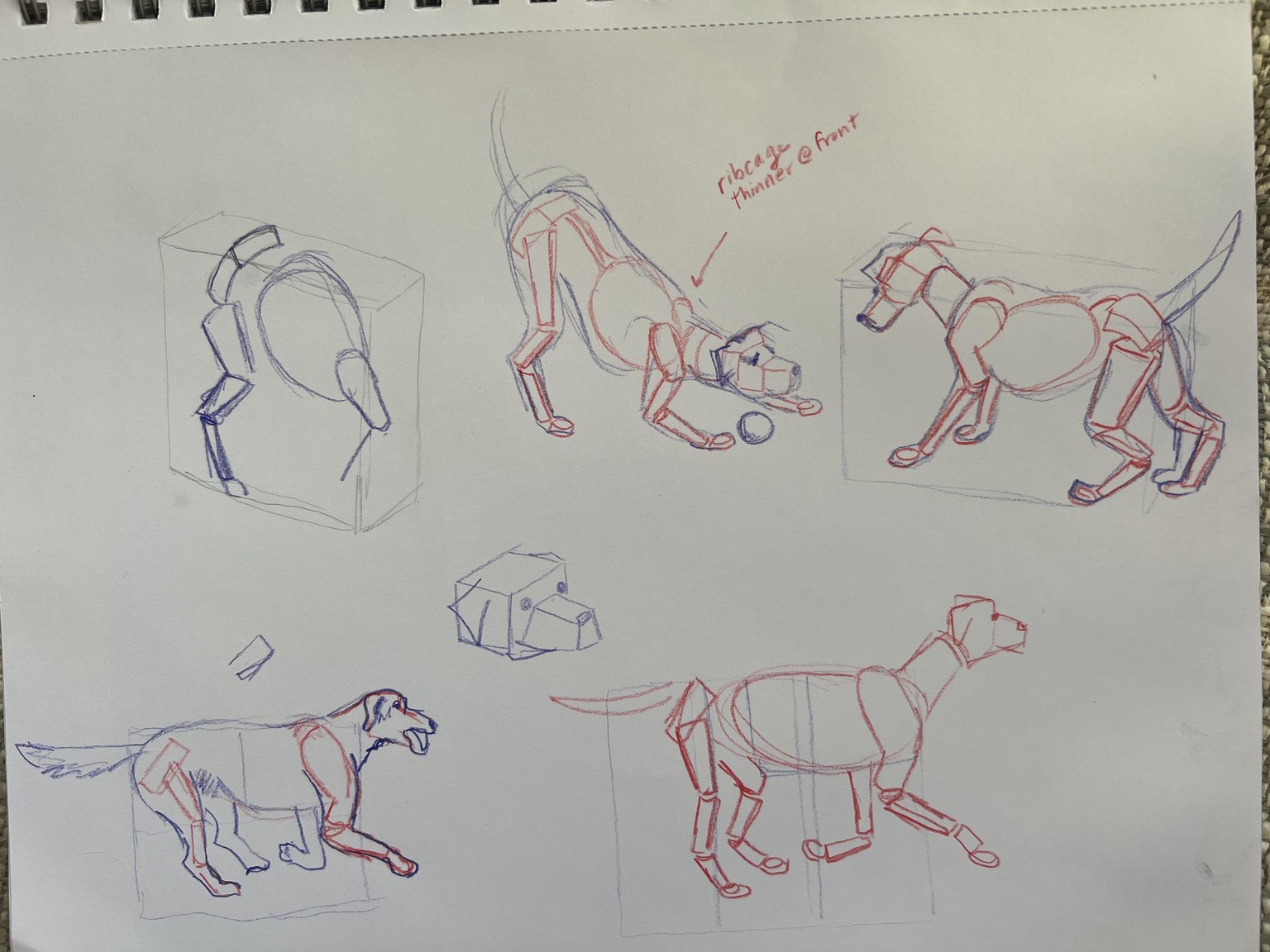 Box dogs - image 4 - student project