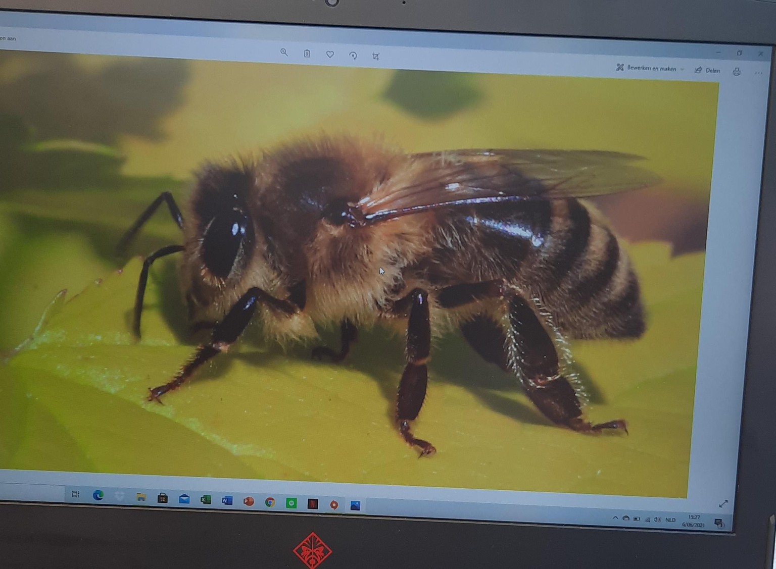Mixed media bee - image 1 - student project