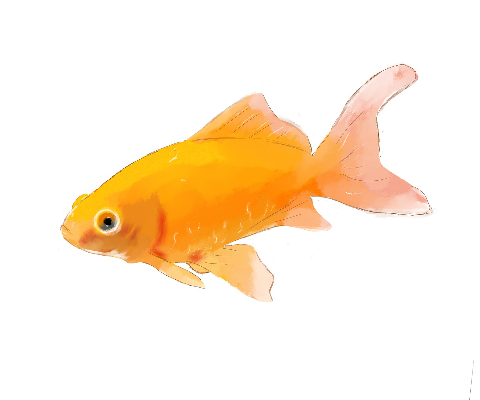 Fish - image 1 - student project