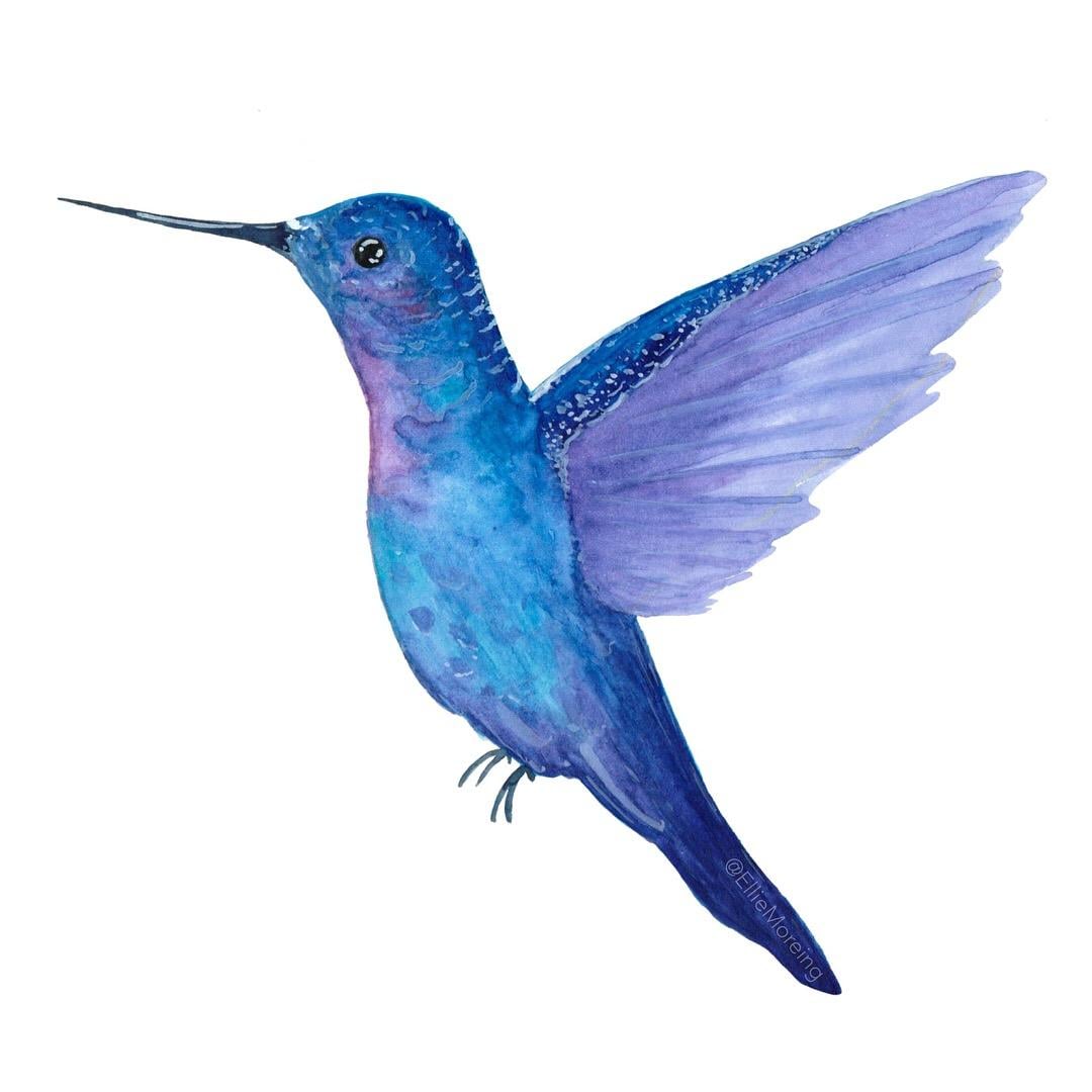 Watercolour Hummingbirds - image 3 - student project