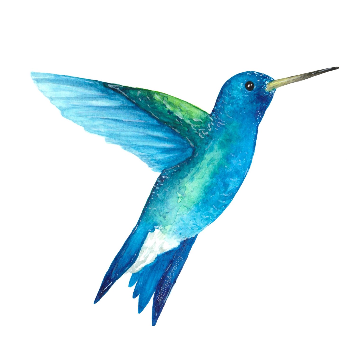 Watercolour Hummingbirds - image 2 - student project