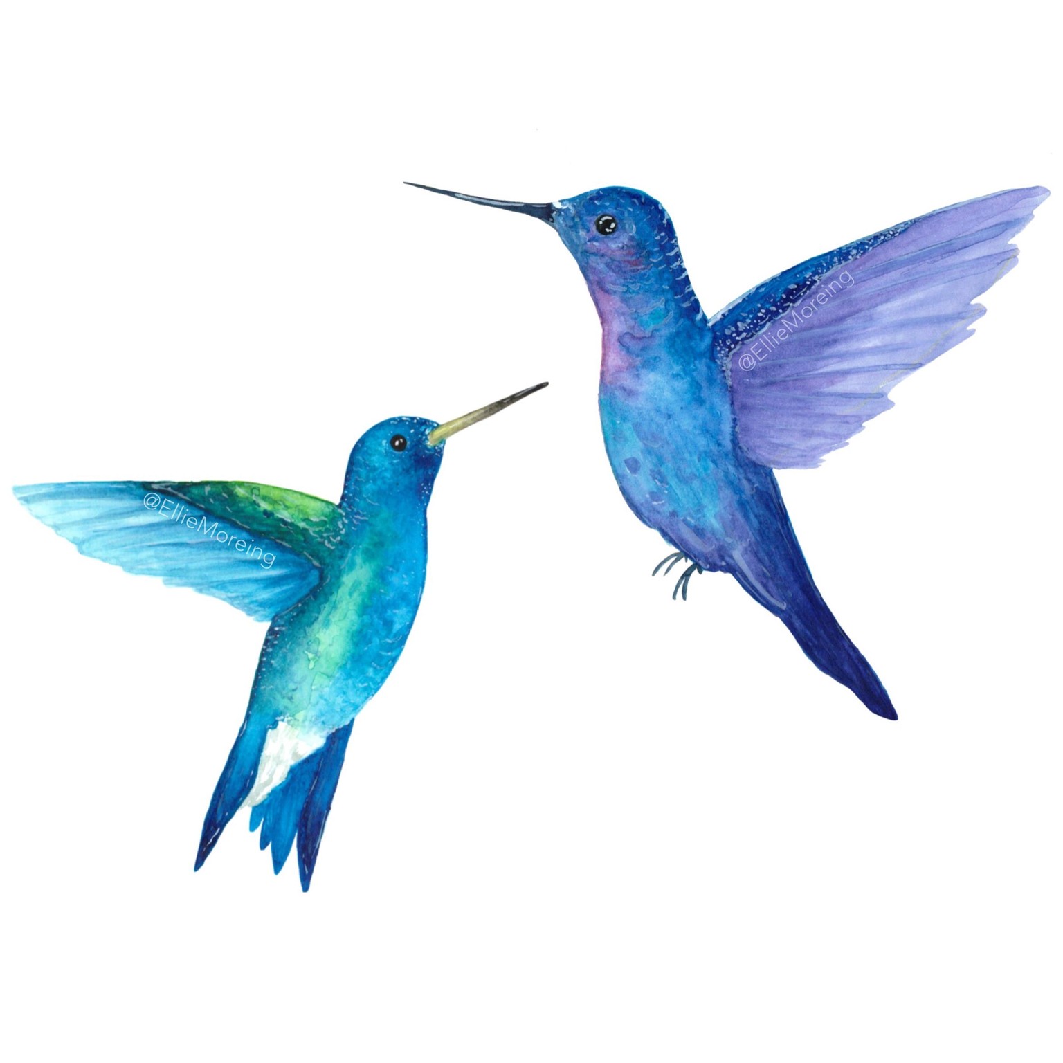 Watercolour Hummingbirds - image 1 - student project