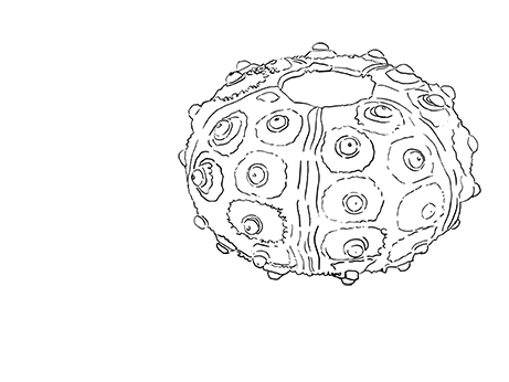Sea Urchin - Form - image 1 - student project