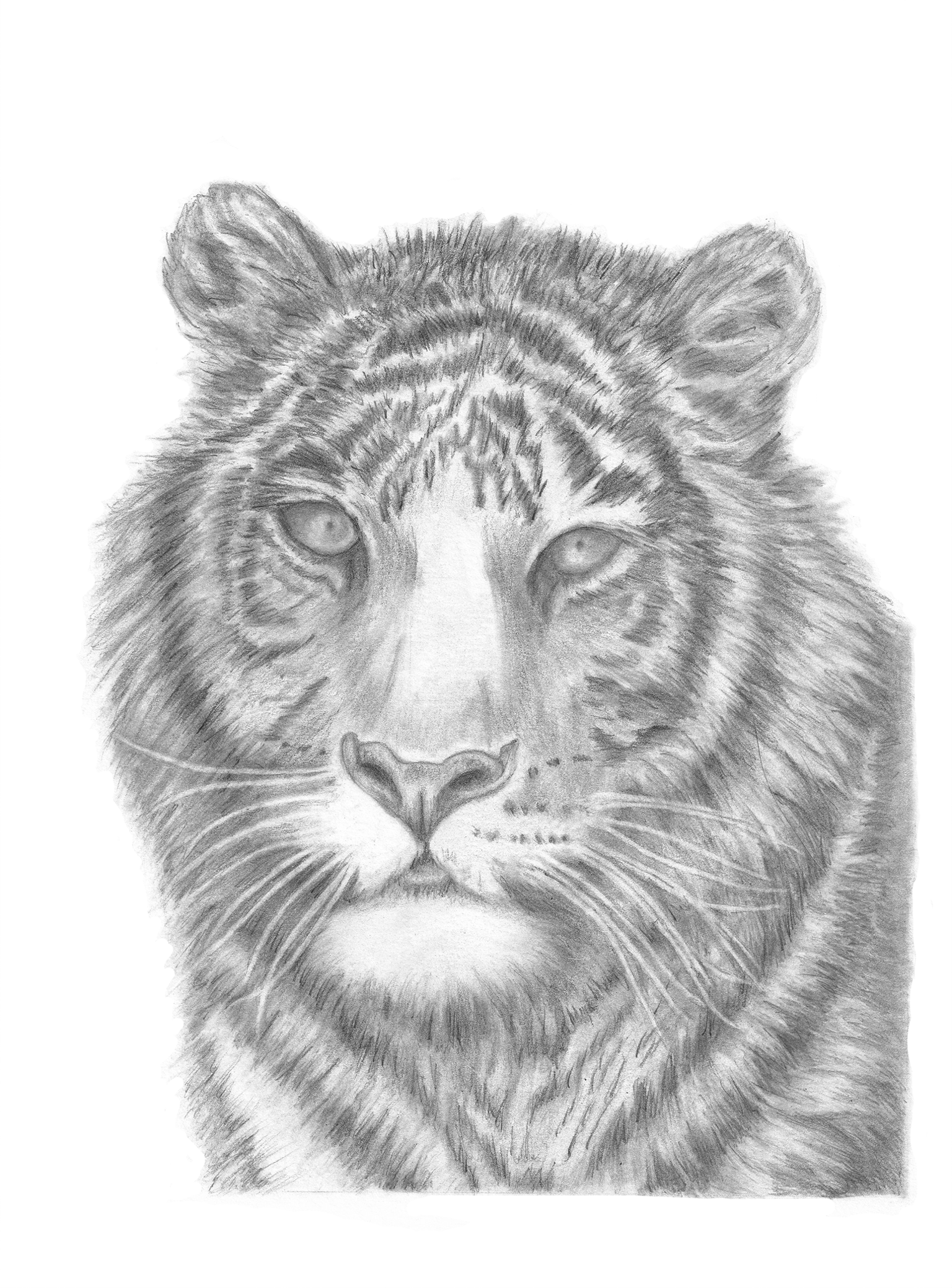 Tiger Portrait - image 1 - student project