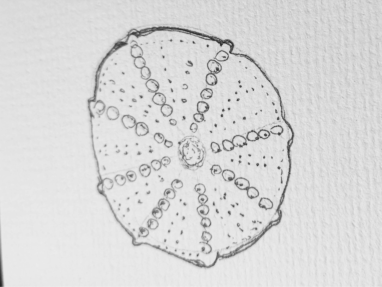 Seashells with ink pens - image 1 - student project