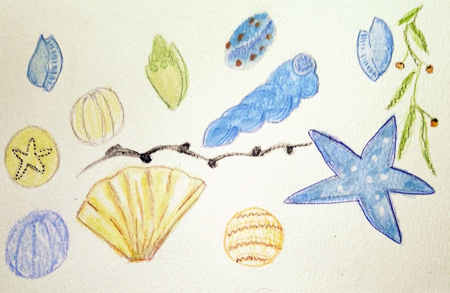 Seashells Taxonomy - image 1 - student project