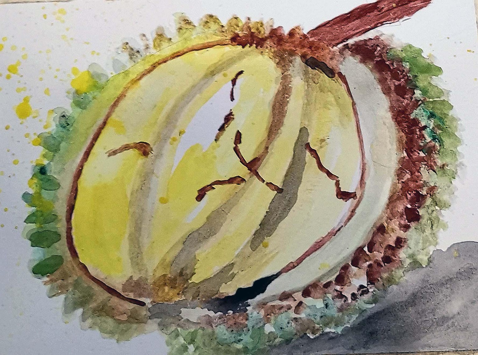 Watercolor Durian - image 1 - student project