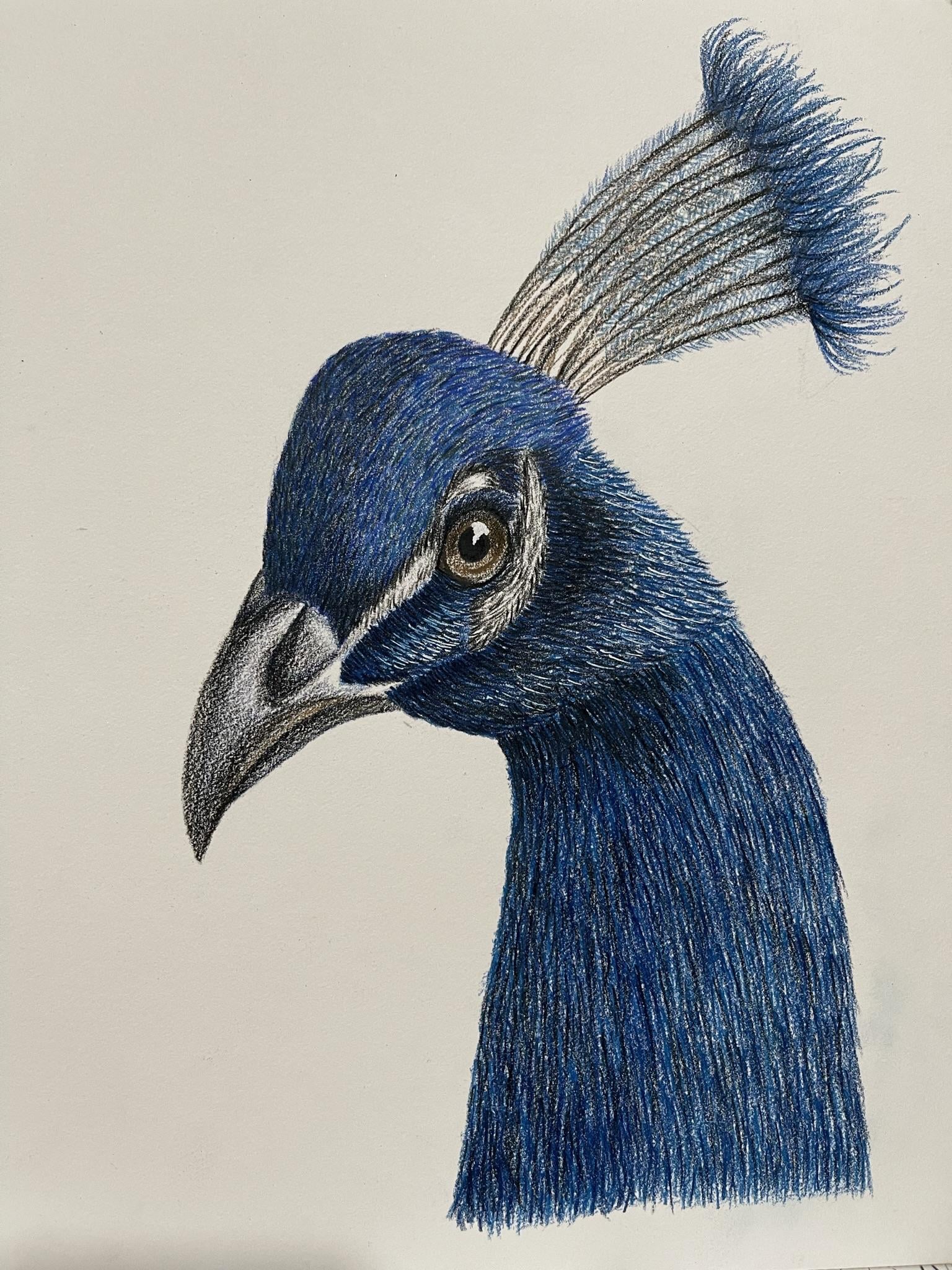 Realistic Colored Pencil Peacock - image 1 - student project