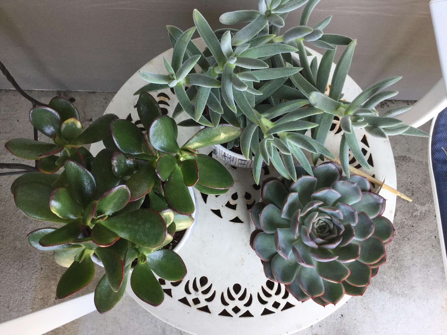 My succulents - image 1 - student project