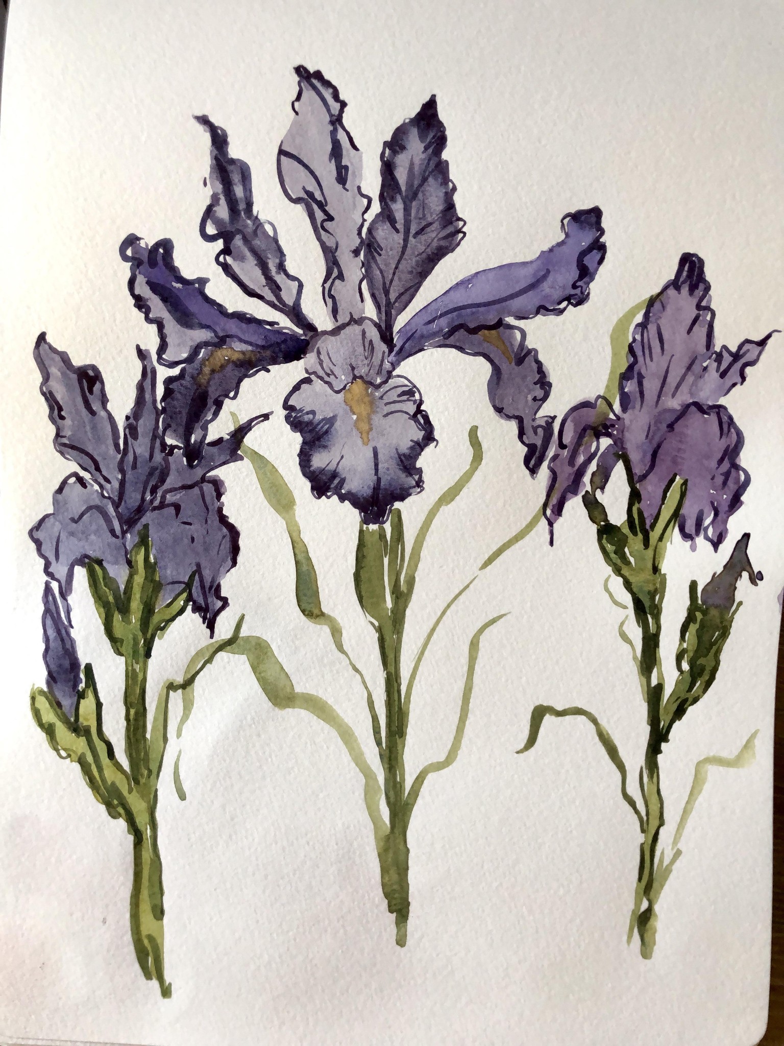 Iris Watercolor - image 1 - student project