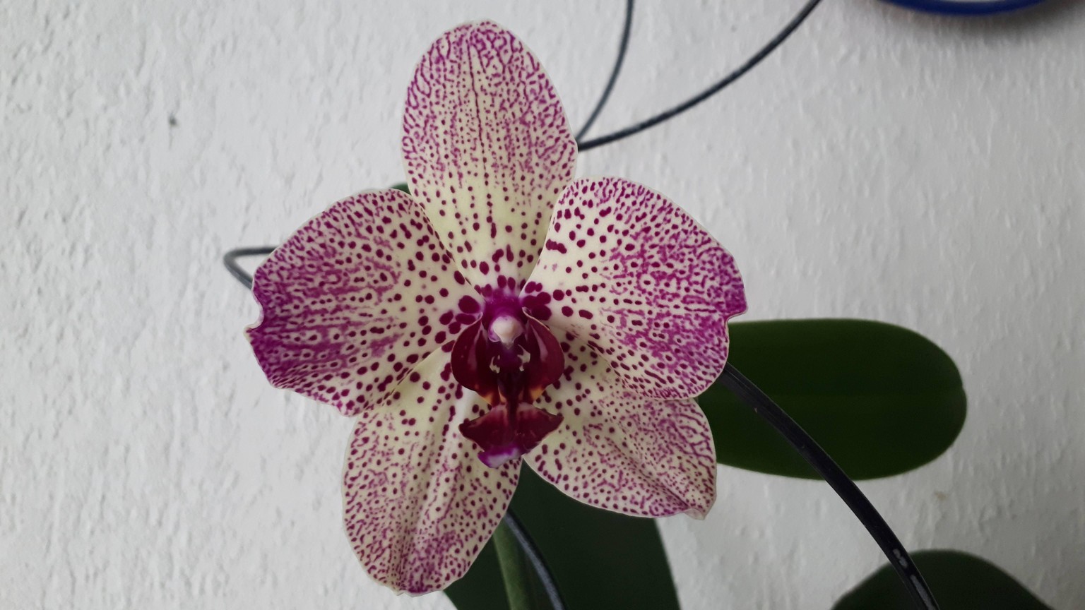Orchid - image 2 - student project
