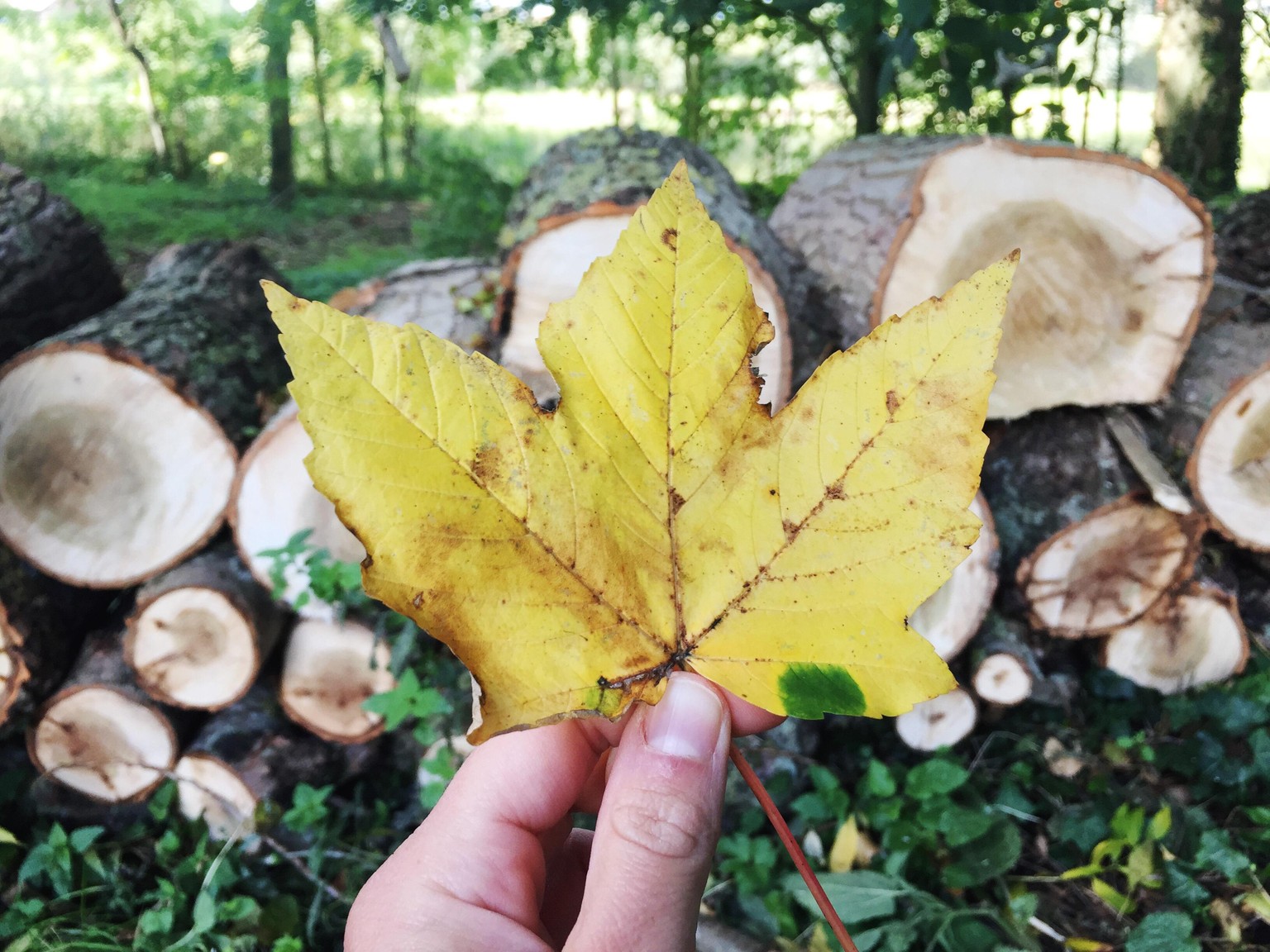 My favorite leaf - image 1 - student project